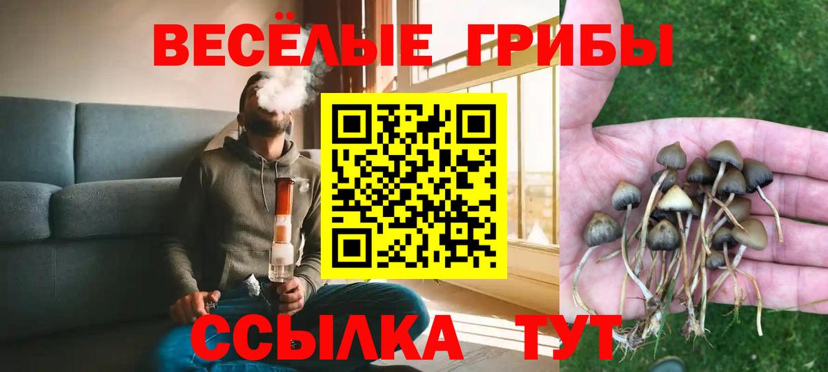 Псилоцибиновые грибы Cubensis Калач-на-Дону